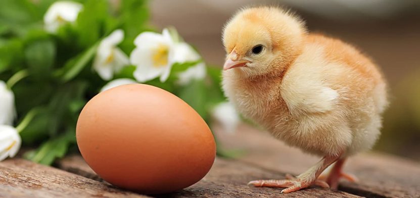 Цыплёнок и яйцо