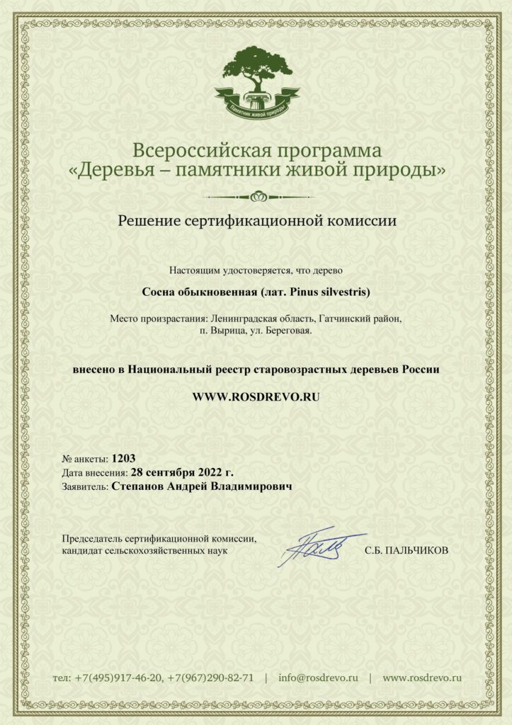 Сертификат на сосну