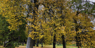 Деревья в парке Демидовых