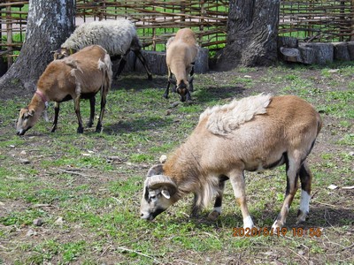 Овцы на гатчинской Ферме