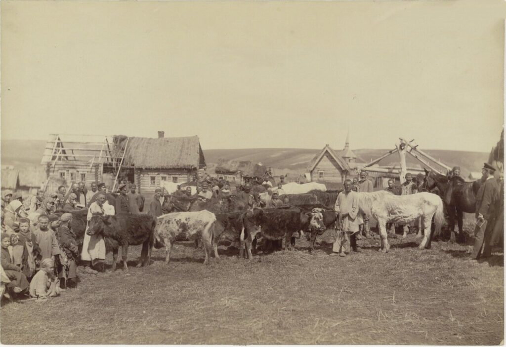 Крестьянское стадо в деревне Кадомке Сергачского уезда. - 1892
