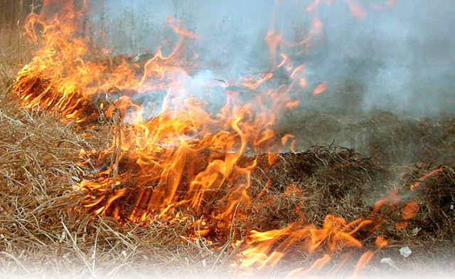 Сжигание травы и листвы