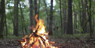 Огонь в лесу