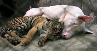 Свинья и тигр