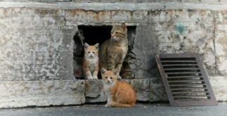 Коты в подвале