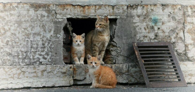 Коты в подвале